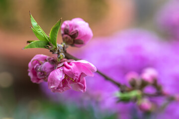 桃の花　春のイメージ