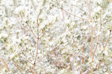 snowy winter season in nature. fresh icy frozen snow and snowflakes covered spruce or fir or pine tree branches on frosty winter day in forest or garden. cold weather. christmas time