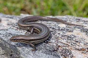 Eastern Three-lined Skink basking on log