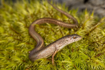 Australian Weasil Skink resting on green moss