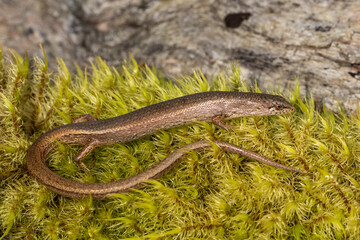Australian Weasil Skink resting on green moss