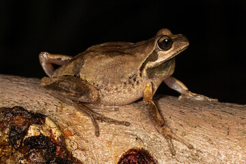 Whistling or Verreauxii's Tree Frog