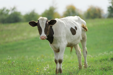 Portrait of a young bull grazing on a green meadow in the warm season. Three quarter length outdoors