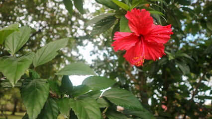 beautiful red flowers in an amazing garden