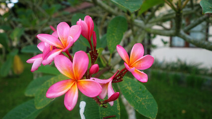 beautiful red flowers in an amazing garden