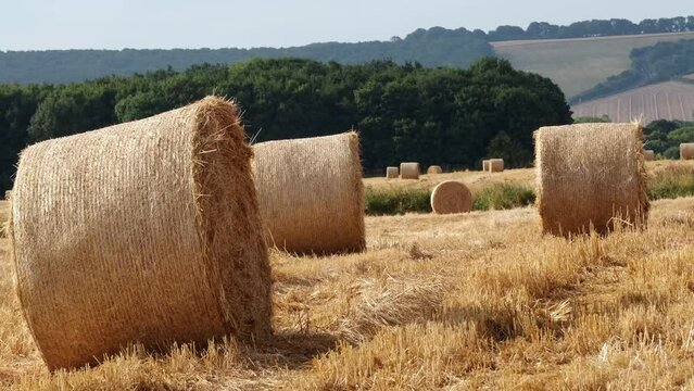 round hay bails in a field in England on a sunny hot day, static shot