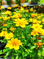 yellow flowers background