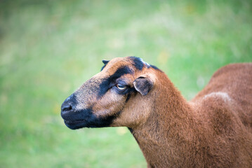  single brown sheep on dry green pasture