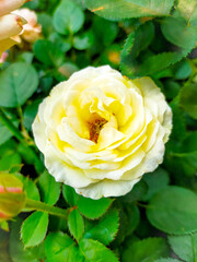 yellow rose on green background