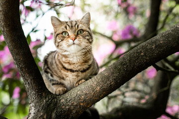 Hauskater im Baum im Garten