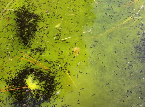 tadpoles in garden pond