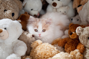 Kätzchen mit vielen Kuscheltieren - Teddybären