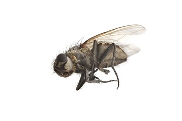 Dead Fly Macro