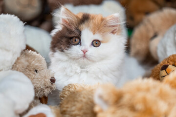 K&auml;tzchen mit vielen Kuscheltieren - Teddyb&auml;ren