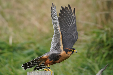 Aplomado Falcon taking off into flight over field area