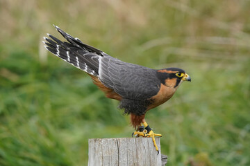 Aplomado Falcon on wooden post perching in field