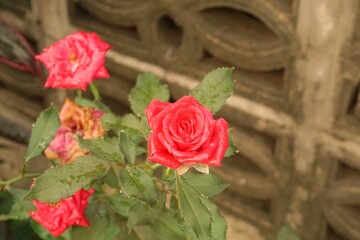 red rose in garden