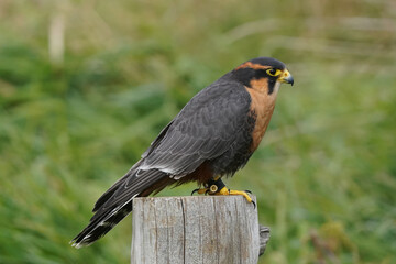Aplomado Falcon perched on wooden post in field area