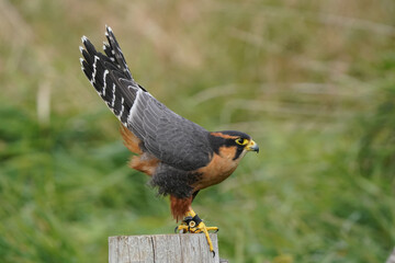 Aplomado Falcon flyihg off wooden post in field and forested area in fall