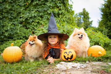 halloween kid and dog. german pomeranian spitz guarding little cute girl in witch costume, black...