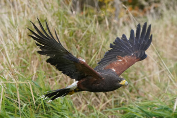 Harris Hawk flyign against high grass