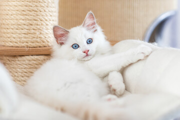 Katze, Heilige Birma im Wohnzimmer, Kätzchen