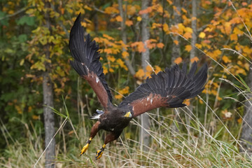 Harris hawk flying in front of forest with fall colours