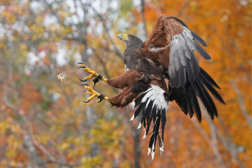 Harris Hawk flying in front of forest with fall colours