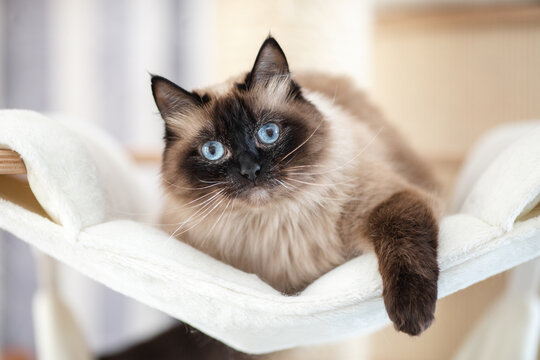 Katze, Heilige Birma im Wohnzimmer