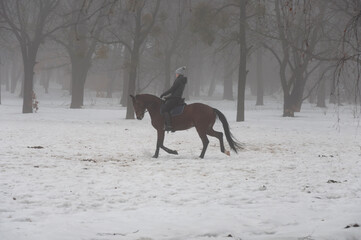 A shot of a horse gallops in heavy fog in winter forest at Holosiivskyi National Nature Park, Kyiv, Ukraine