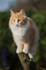 Katze im Garten, klettert auf Baum, Norwegische Walskatze