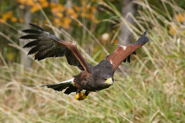 Harris Hawk flying overhead with grassy field behind
