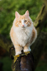Fototapeta premium Katze im Garten, klettert auf Baum, Norwegische Waldkatze