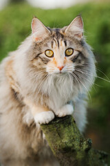 Obraz premium Katze im Garten, klettert auf Baum, Norwegische Waldkatze