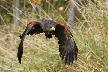 Harris Hawk flying overhead with grass behind