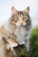 Fototapeta na wymiar Katze im Garten, klettert auf Baum, Norwegische Waldkatze