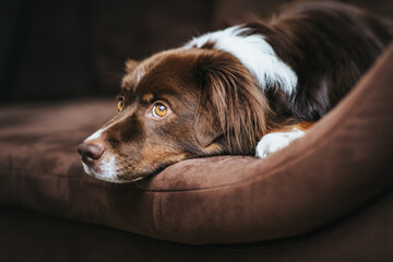 brauner Hund liegt auf Sofa