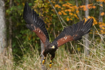 Harris Hawk flying with forest and fall colours behind