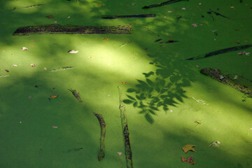 Leafs on water surface in swamp in autumn. Czech Republic.