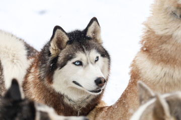 Husky in winter. close-up portrait