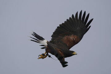 Harris Hawk flying to grab tossed prey on blue background
