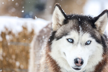 Husky in winter. close-up portrait