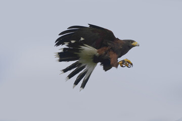 Harris Hawk grabbing prey out of midair with blue sky background