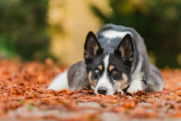Husky Mix © Jana Weichelt