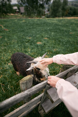 Tourist petting a sheep with its hand through a wooden fence. Concept of traveling and meeting animals in a rural area.
