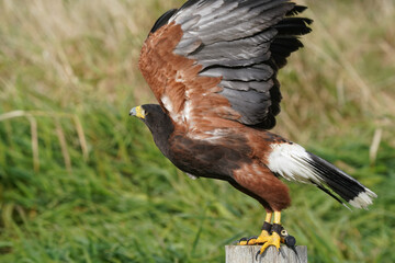 Harris Hawk taking off in grassy field wilderness area