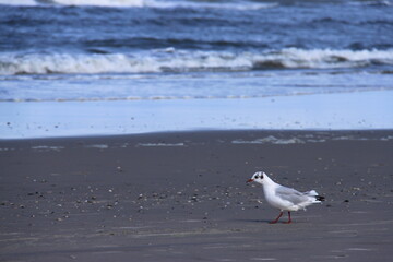 a seagull walks across the beach by the sea