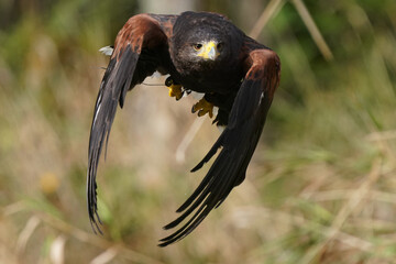 Harris Hawk taking off in wilderness area with tall grass in background