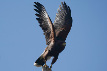 Harris Hawk taking off against blue sky