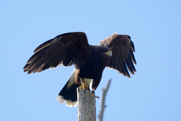 Harris Hawk taking off from dead tree against blue sky